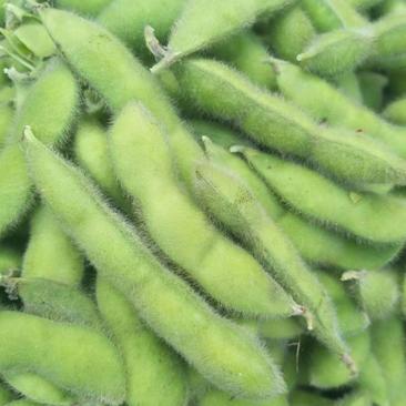精品邳州毛豆，18至24克，产地直供，质量保证！