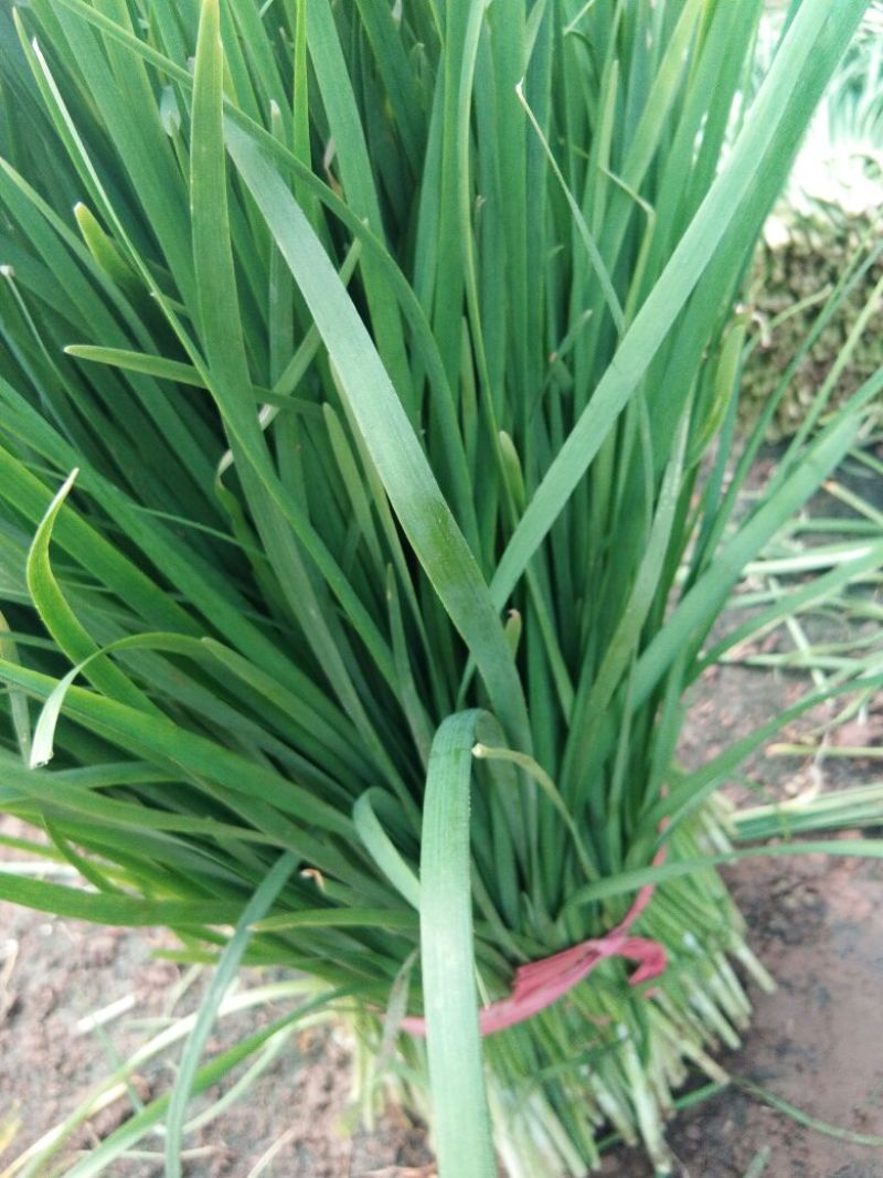 韭菜头茬