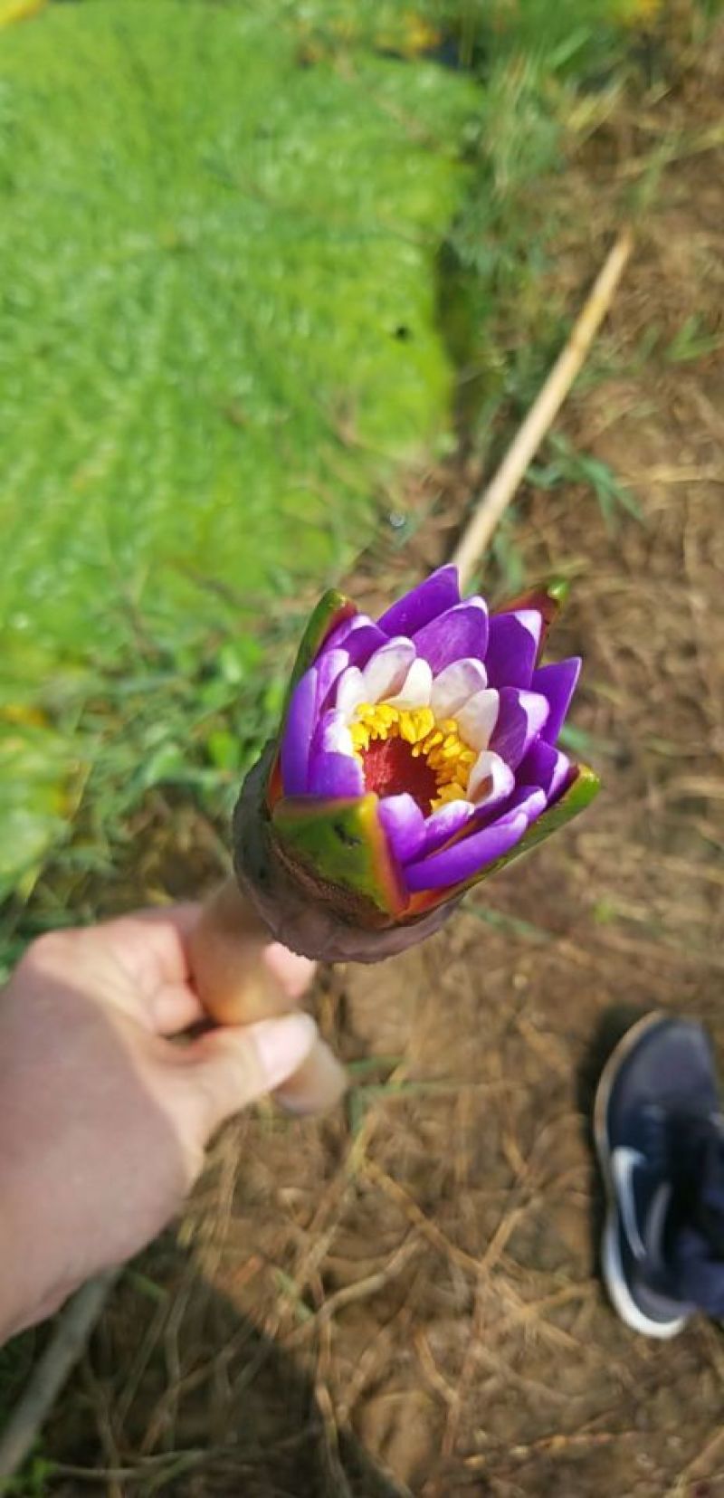 芡实米