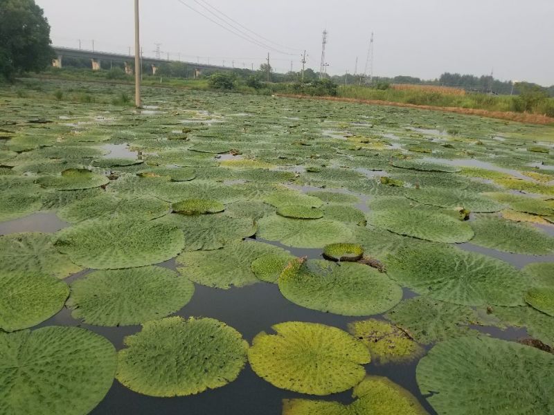 芡实米