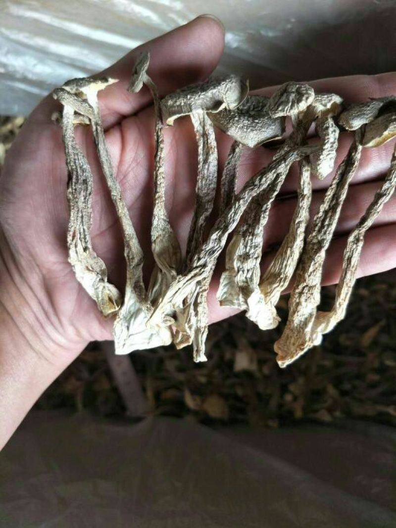 鹿茸菇精品干货