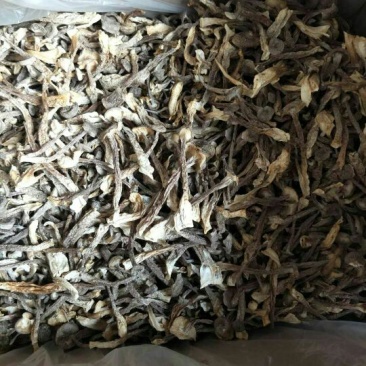 鹿茸菇精品干货