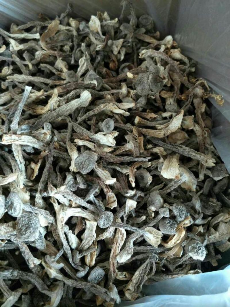 鹿茸菇精品干货