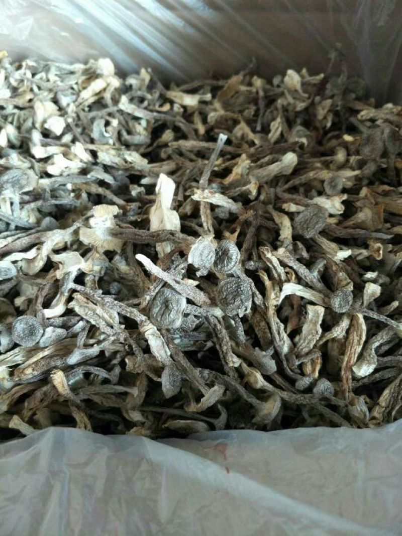 鹿茸菇精品干货