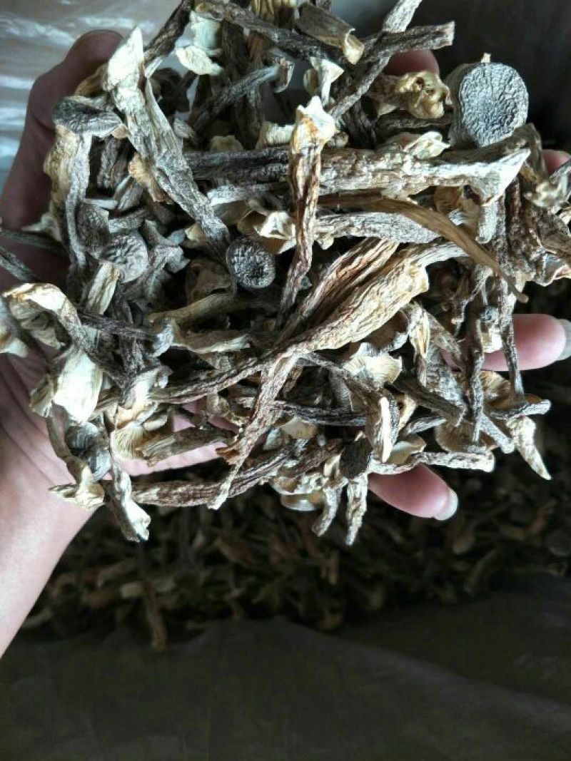 鹿茸菇精品干货