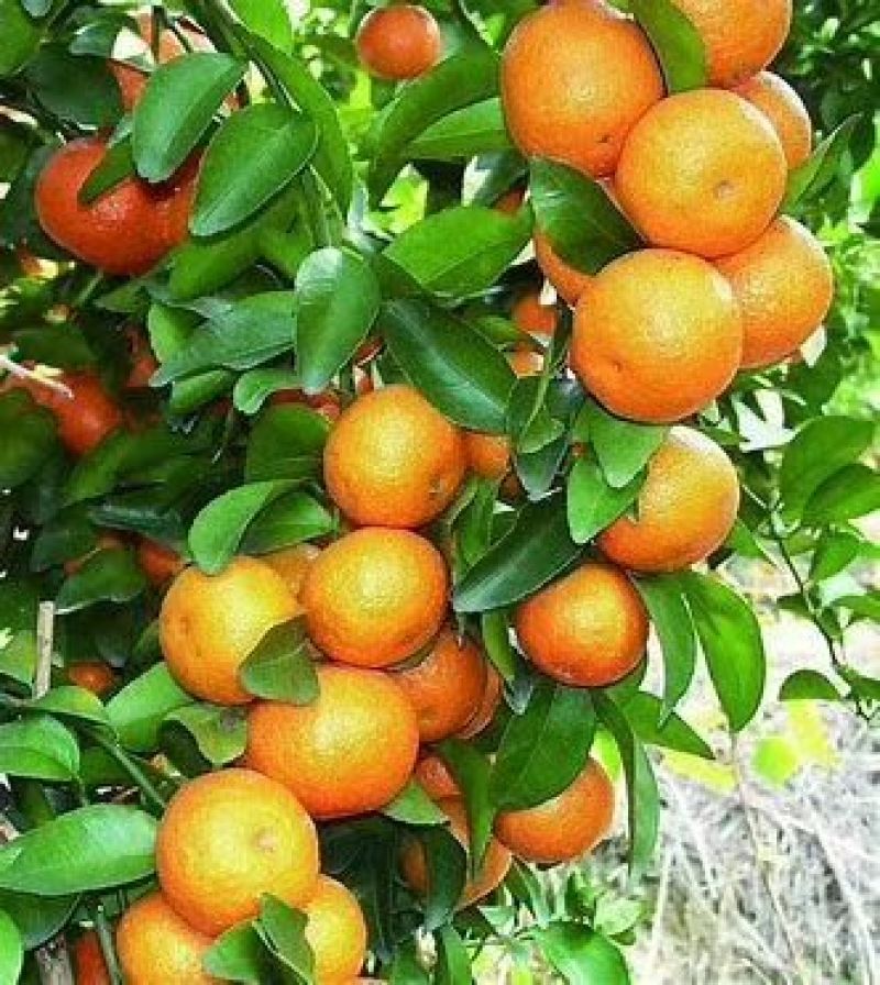 云南蜜桔
