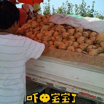 皇冠梨大量上市