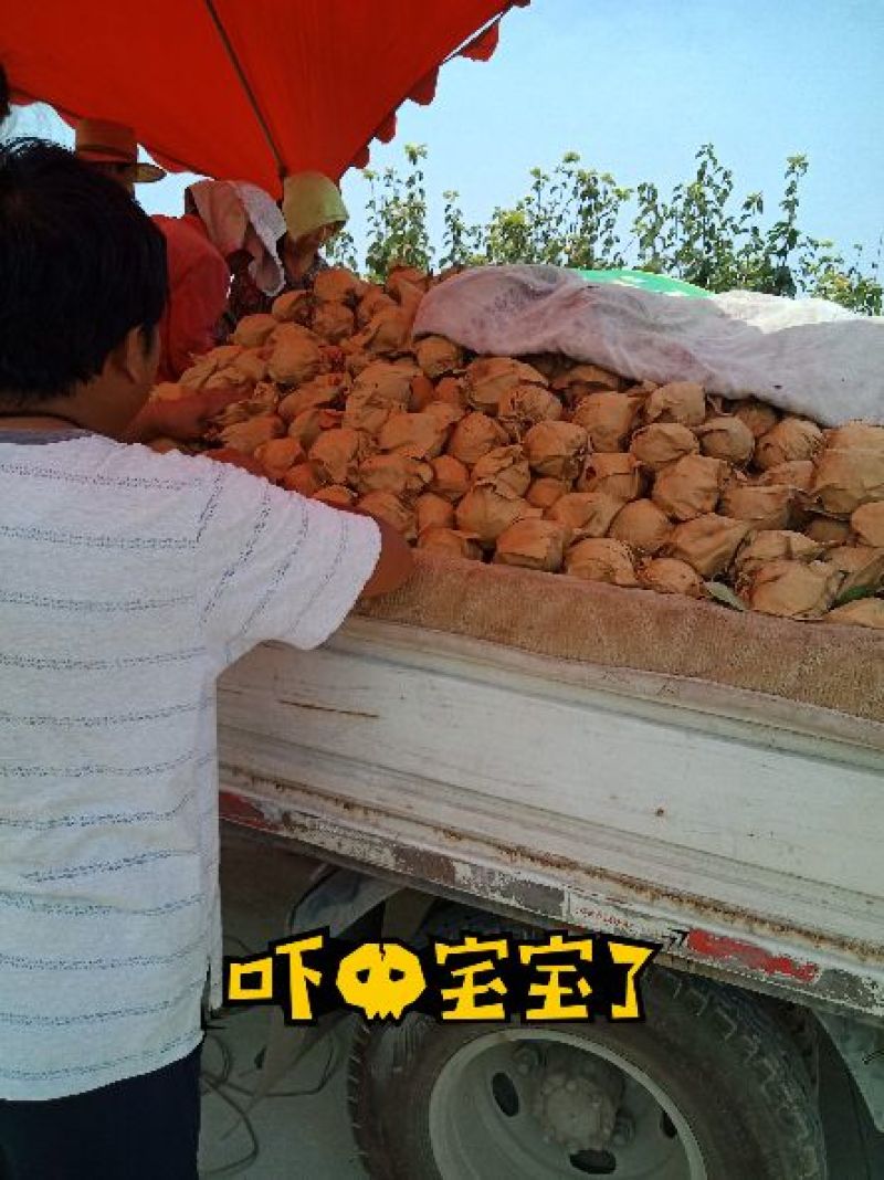 皇冠梨大量上市