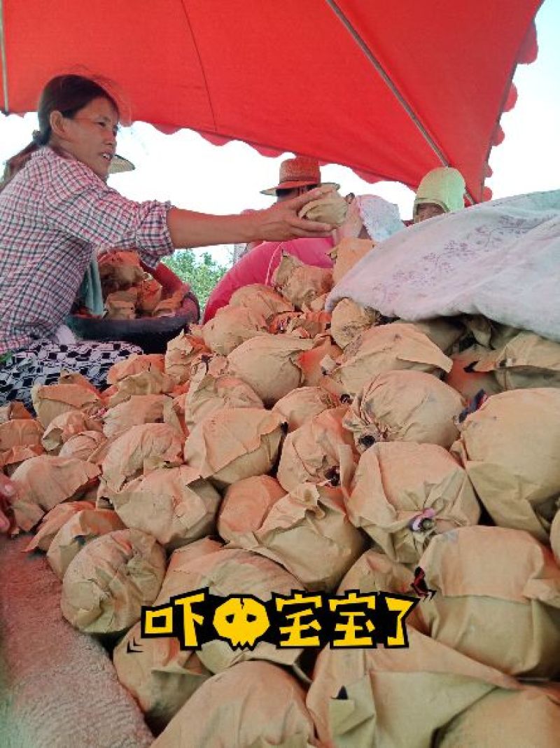 皇冠梨大量上市