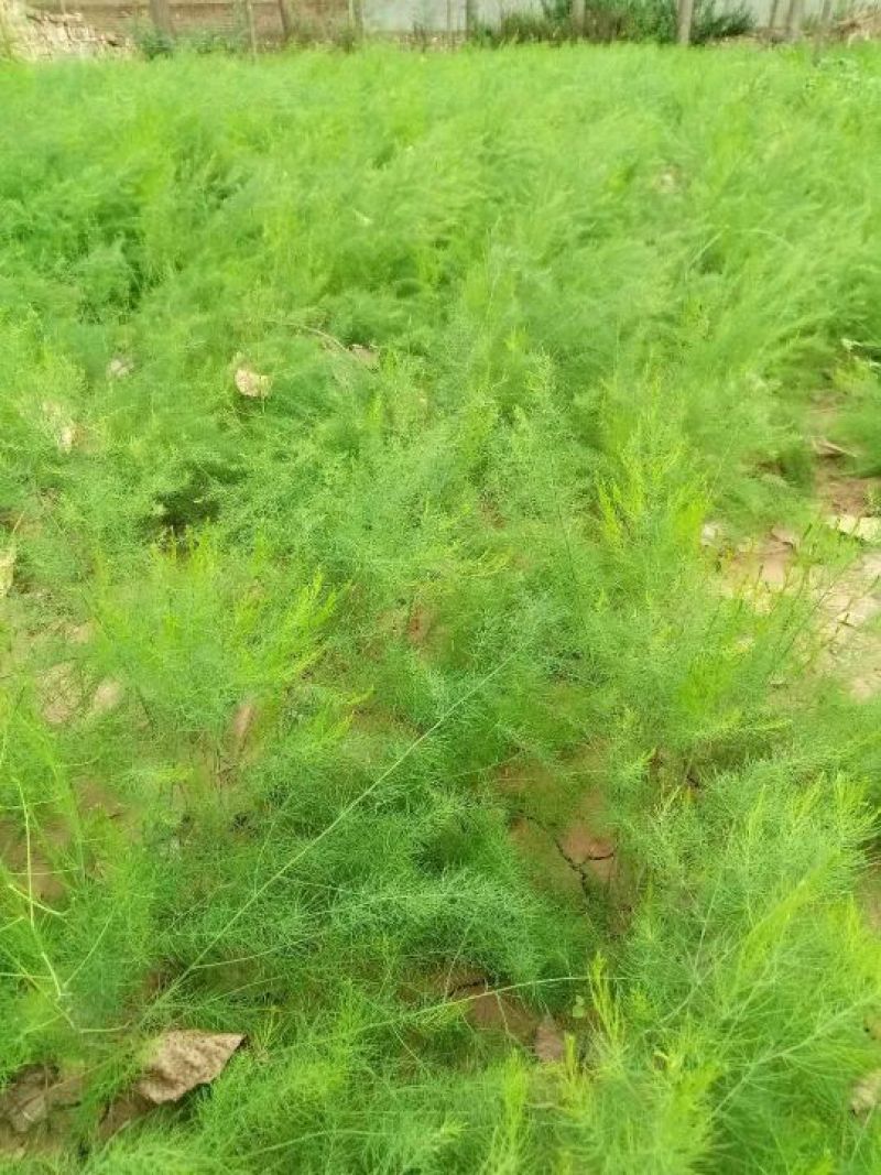 芦笋种苗批发芦笋种子基地2018芦笋种苗批发