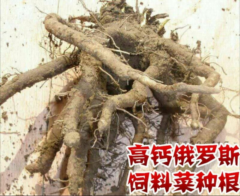 高蛋白俄罗斯饲料菜种根种子牧草种根基地直接大量发货