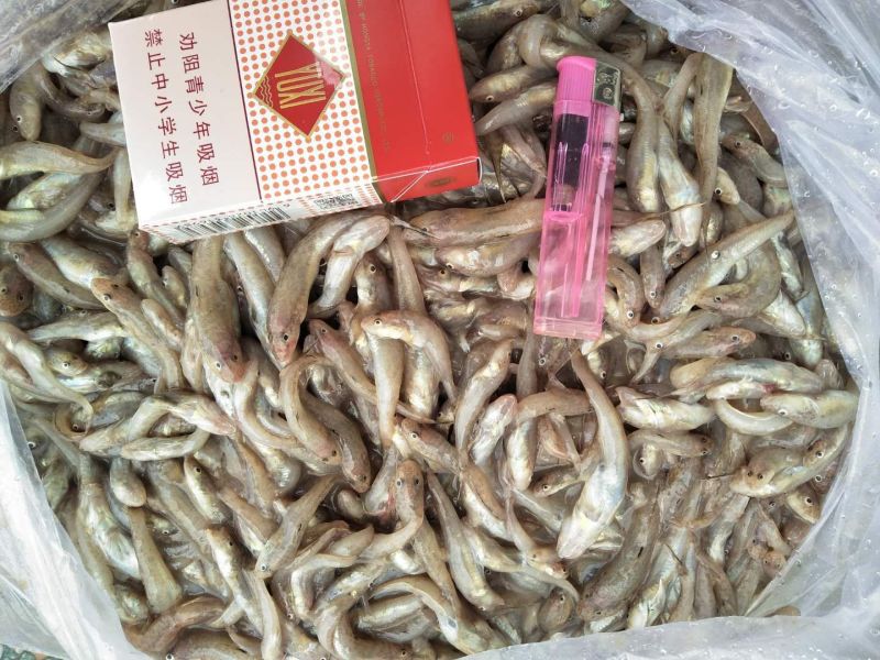 饲料光鱼