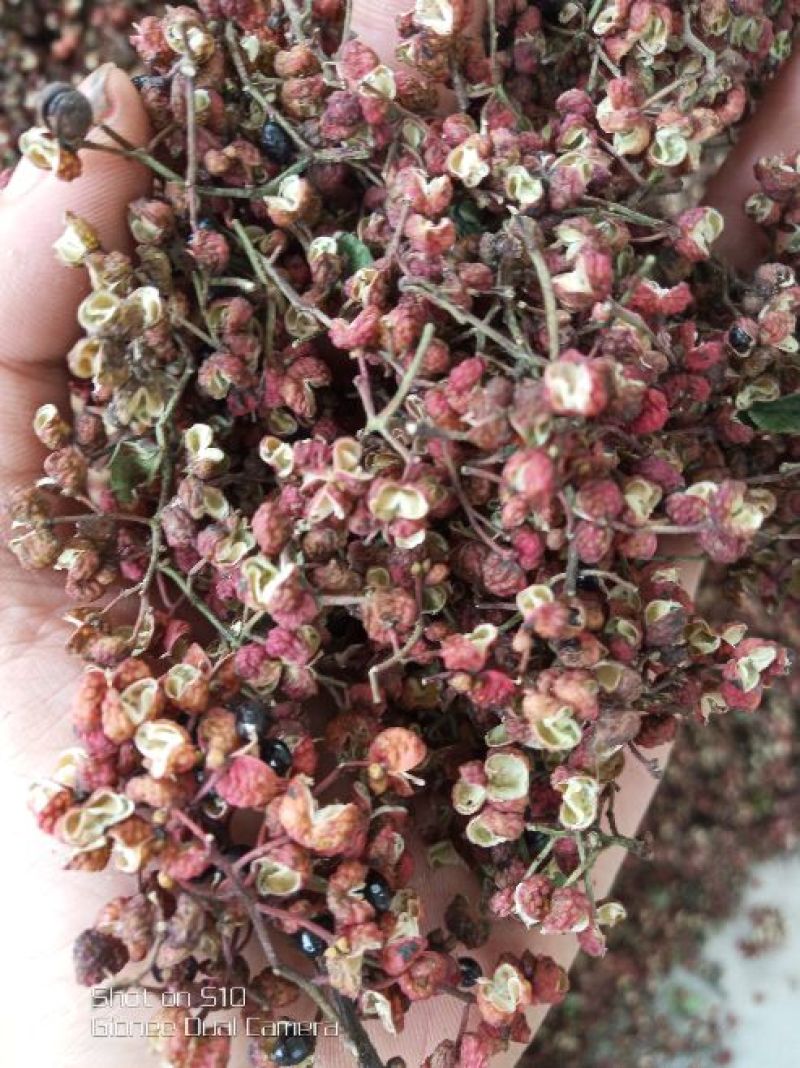 大红袍花椒韩城大红袍花椒。带枝