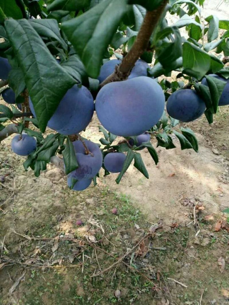 出售黑霸李子苗自家嫁接的树苗品种保纯