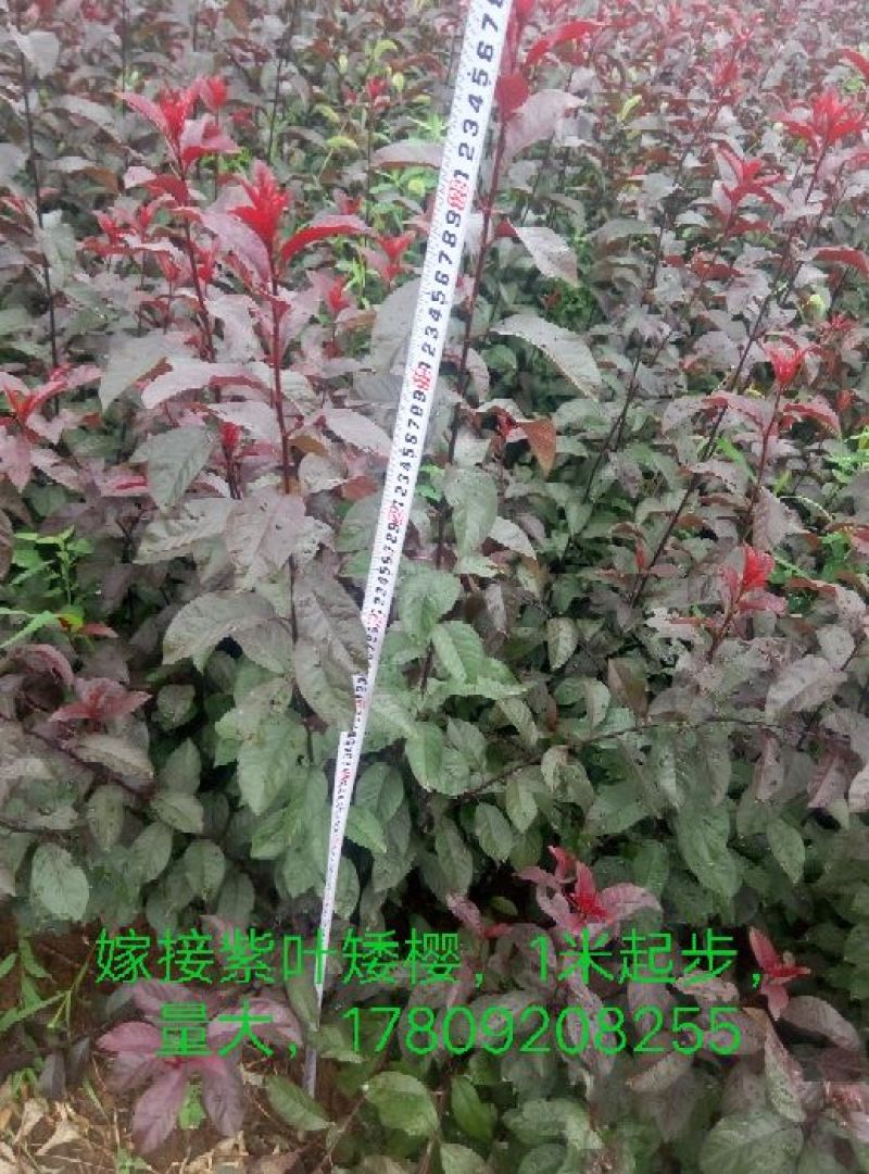 嫁接紫叶矮樱