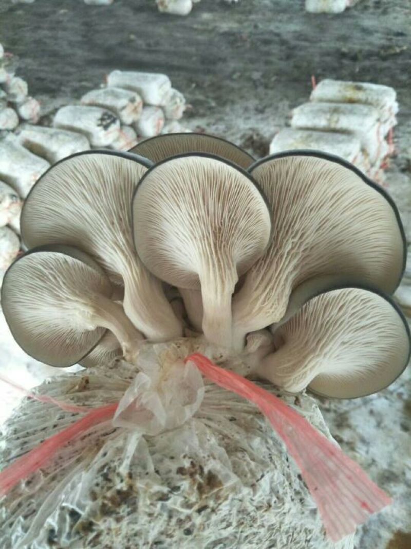 早秋平菇菌种临沂市郯城县食用菌菌棒品种齐全价优