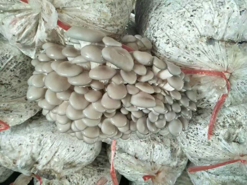早秋平菇菌种临沂市郯城县食用菌菌棒品种齐全价优