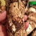 香格里拉松茸7-9公分不包邮