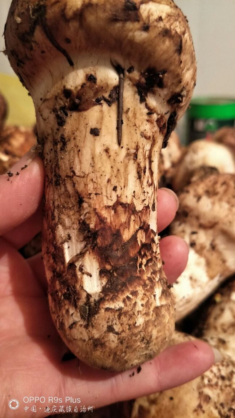香格里拉松茸7-9公分不包邮