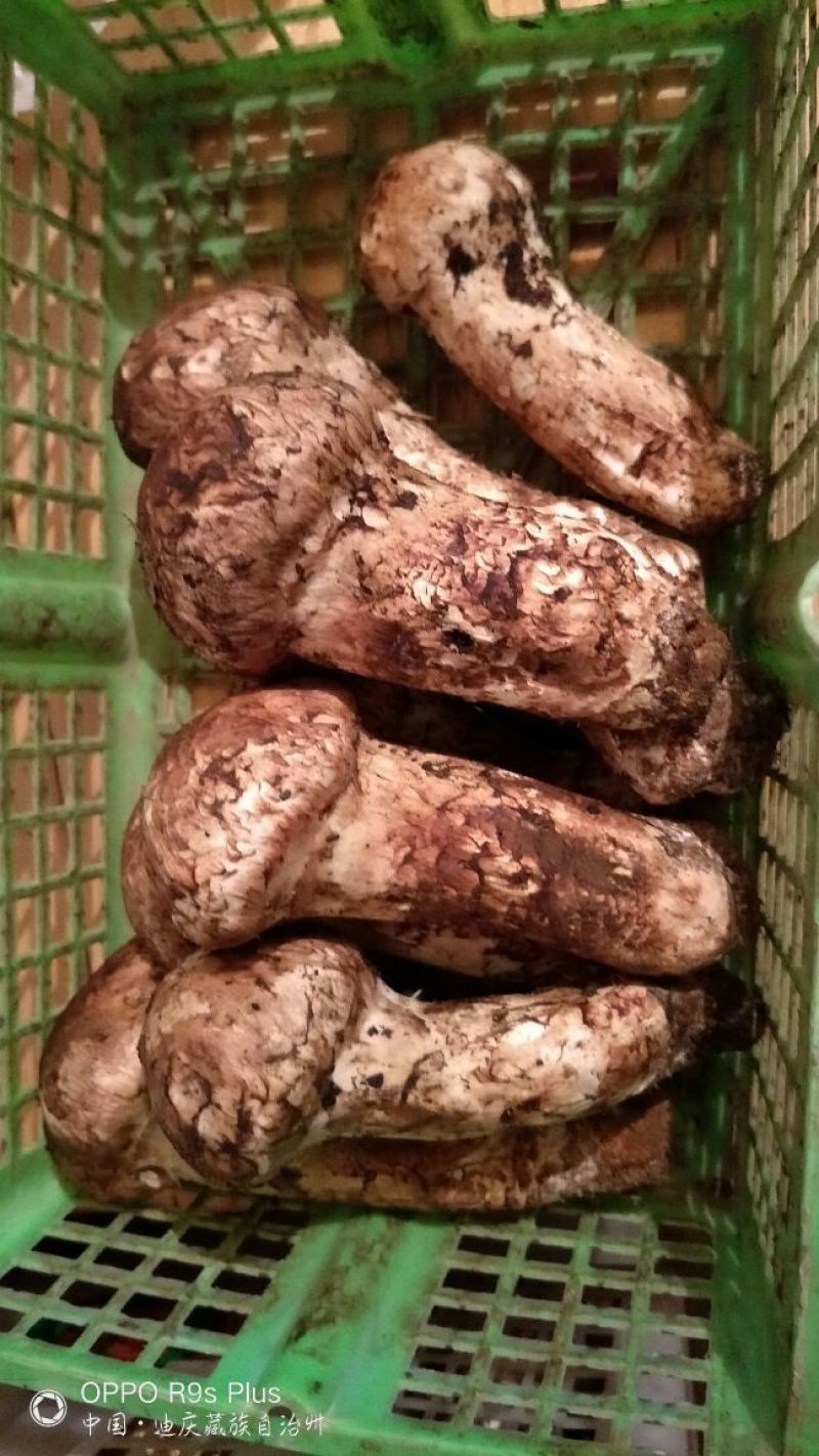 香格里拉松茸7-9公分不包邮
