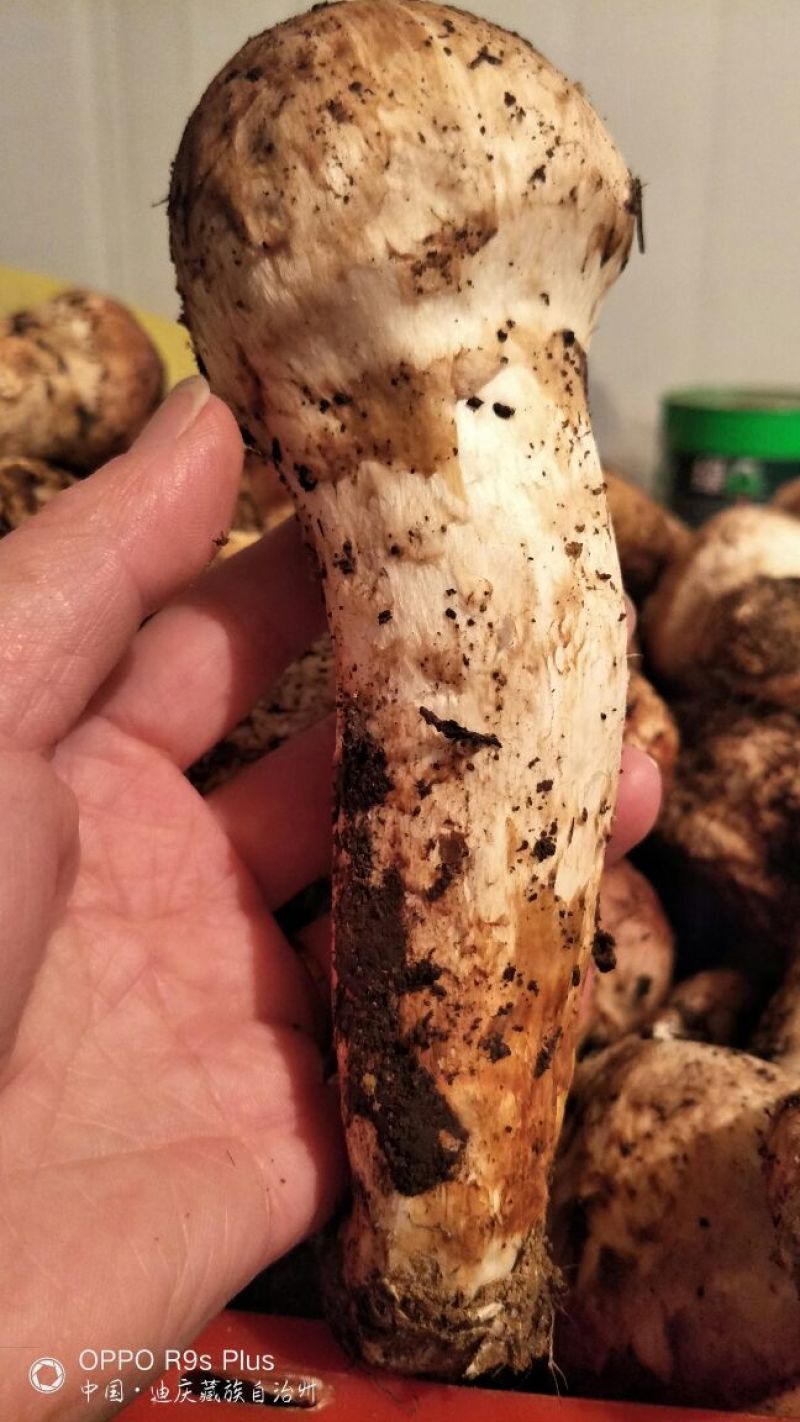 香格里拉松茸7-9公分不包邮