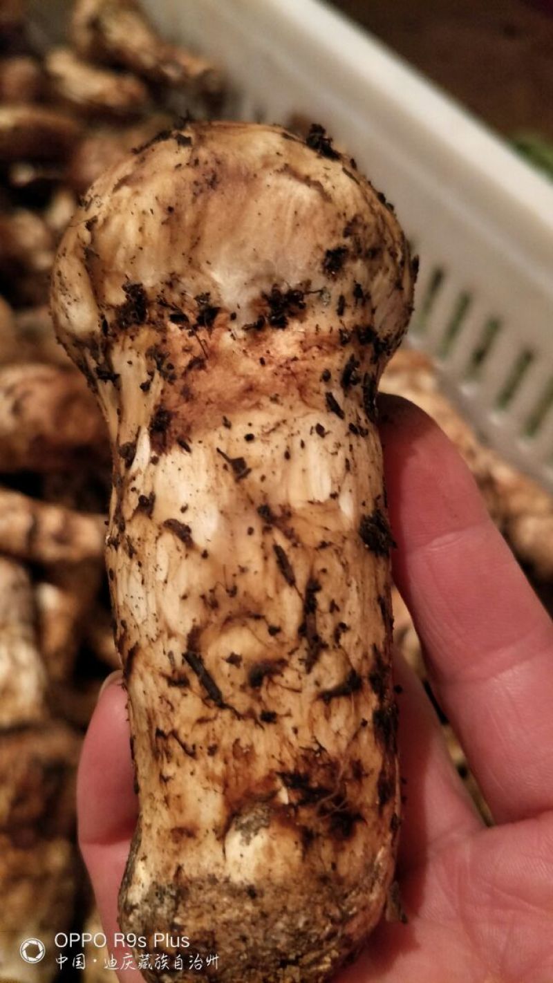 香格里拉松茸7-9公分不包邮