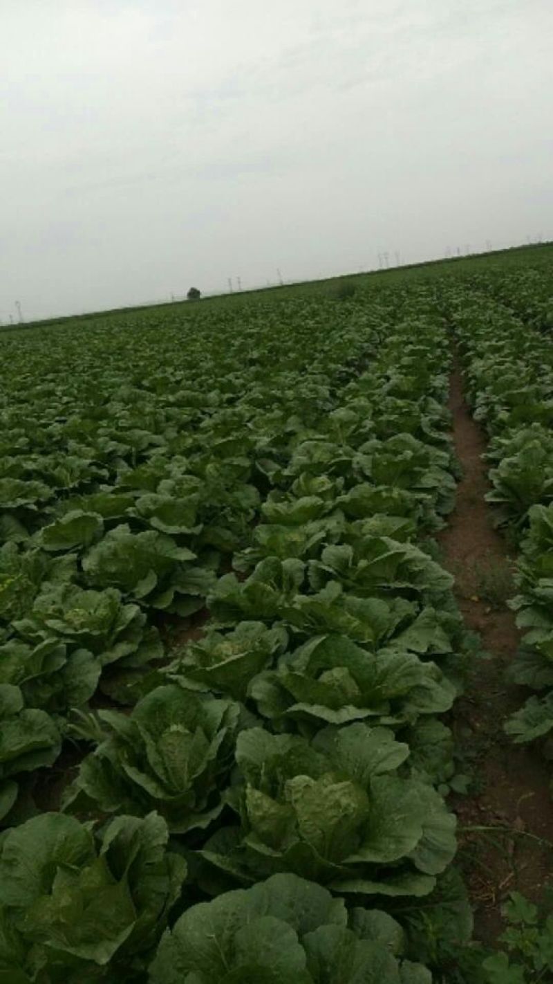 出售精品玲珑黄大白菜，精品白菜。包地都可以
