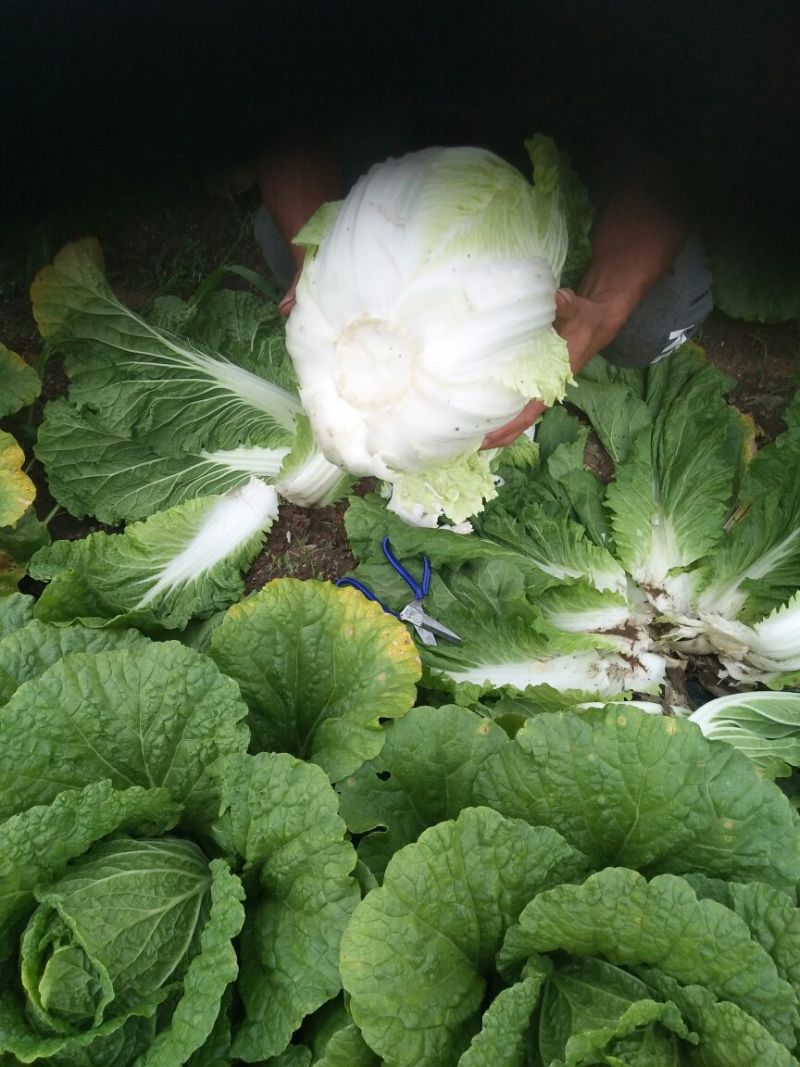 出售精品玲珑黄大白菜，精品白菜。包地都可以