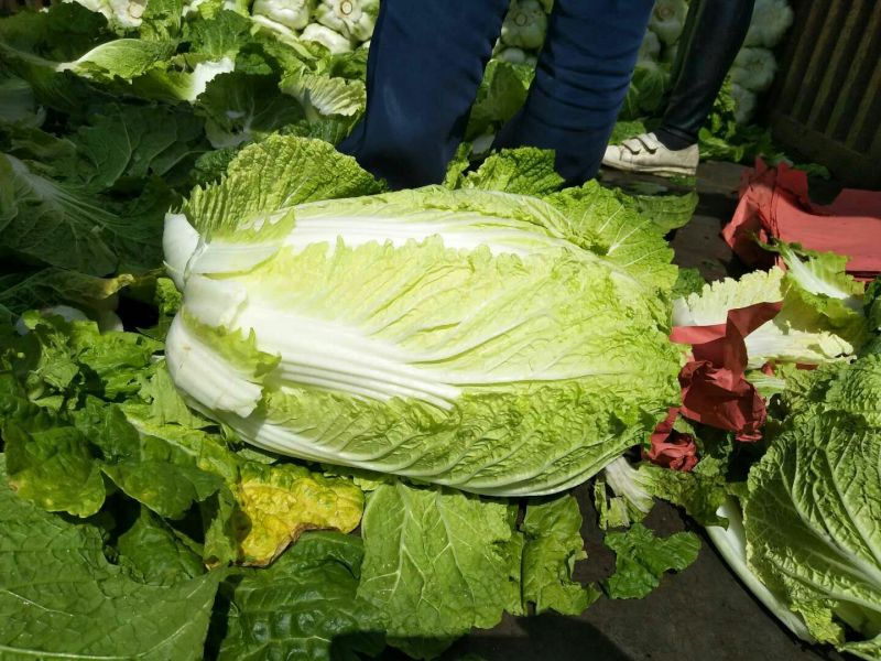 出售精品玲珑黄大白菜，精品白菜。包地都可以
