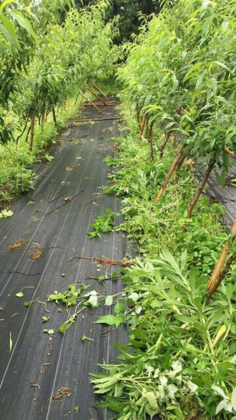 一种铺上就不长草的除草布