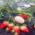 蒙特瑞草莓苗20到30公分量大优惠包成活品种纯