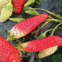 蒙特瑞草莓苗20到30公分量大包成活品种纯