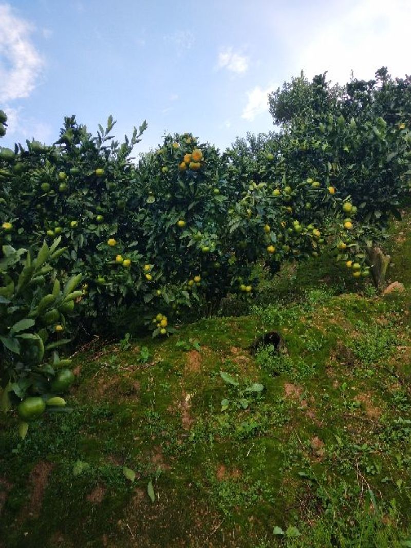 云南特早蜜橘，云南无核高原蜜桔，原场地橘子代收代办