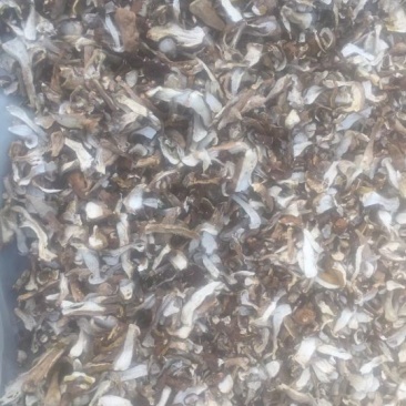 美味牛肝菌
