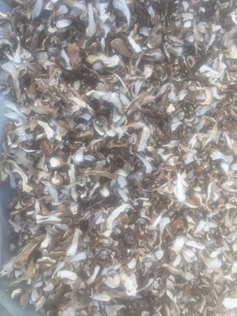 美味牛肝菌