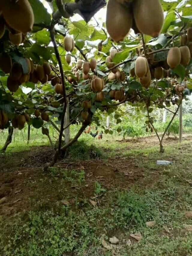 米良一号猕猴桃