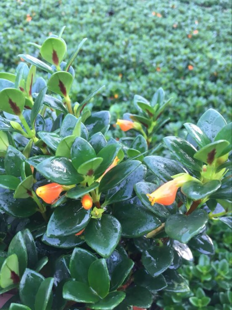 金鱼草（金鱼花）盆栽吊兰植物花卉四季常青基地直销