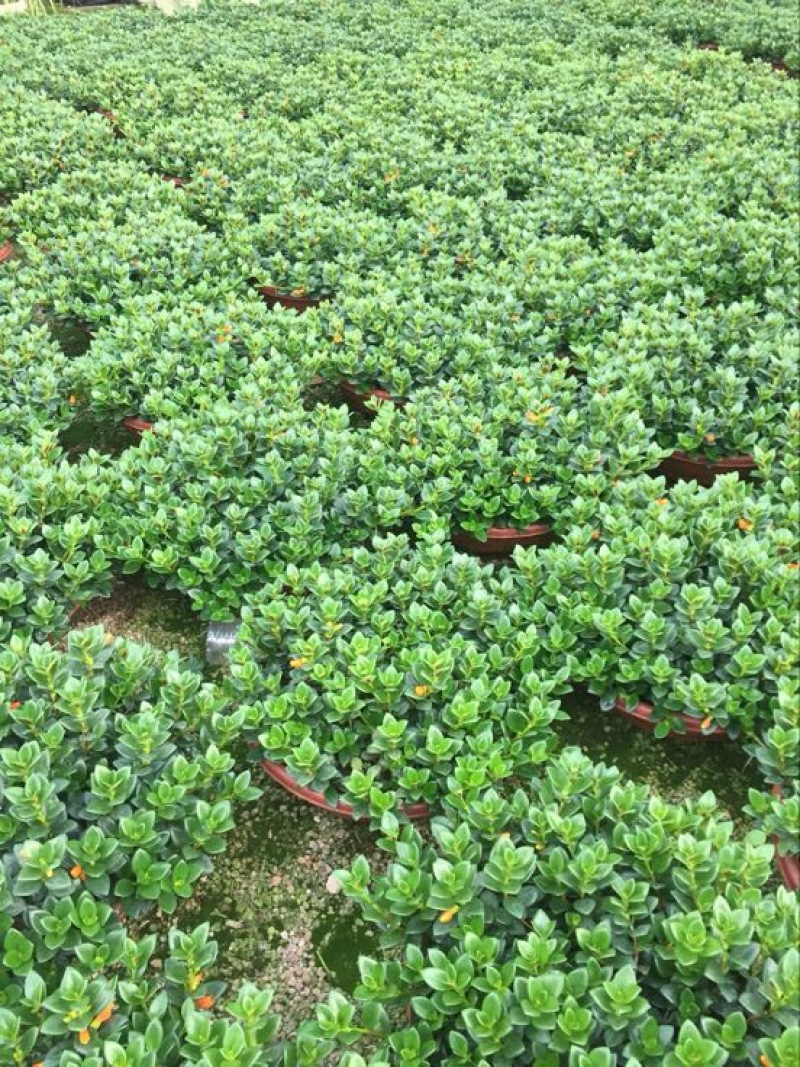 金鱼草（金鱼花）盆栽吊兰植物花卉四季常青基地直销