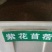 苜蓿青草粉碎加工饲料