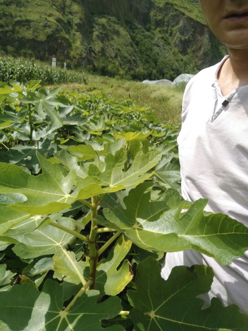 波姬红无花果苗，大量有货，地苗杯苖都有