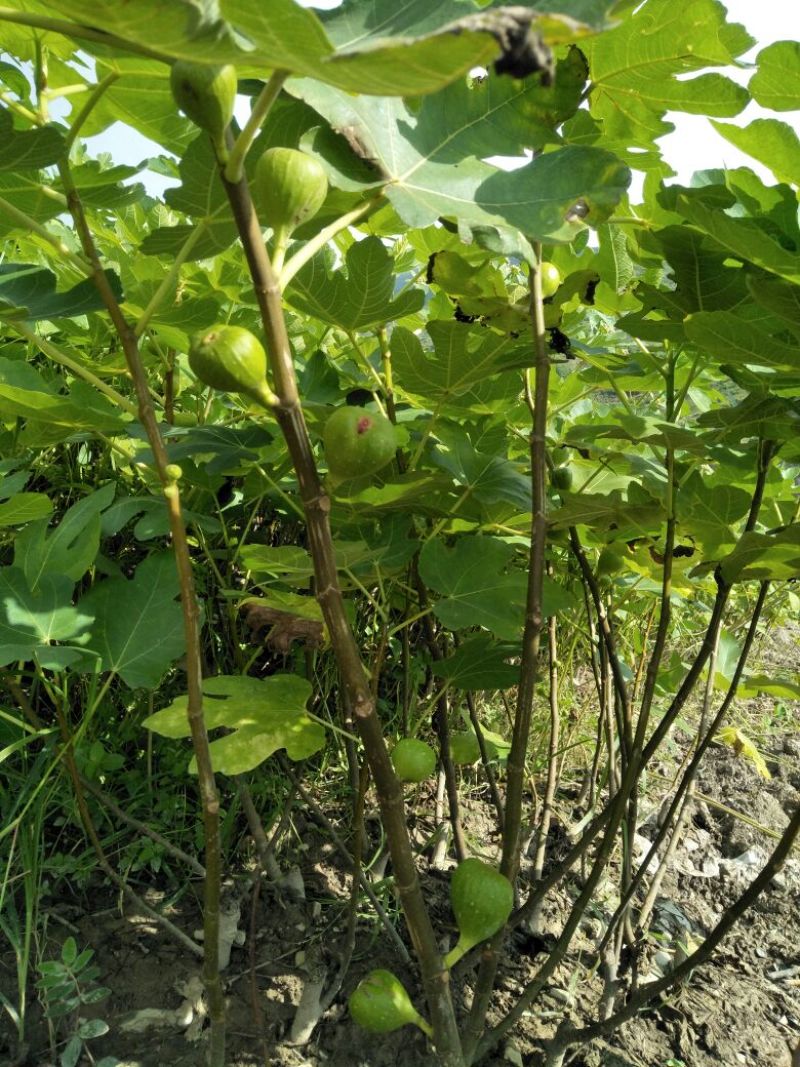 波姬红无花果苗，大量有货，地苗杯苖都有