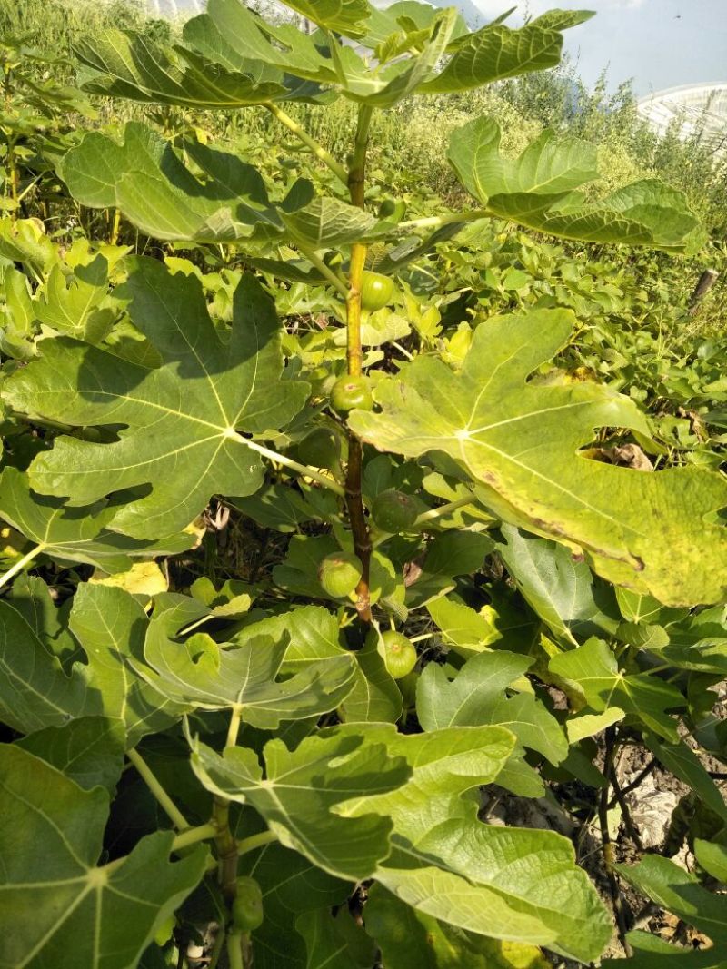 波姬红无花果苗，大量有货，地苗杯苖都有