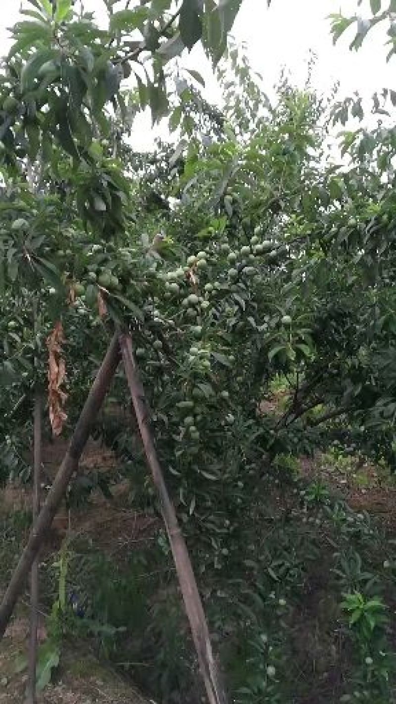 农场