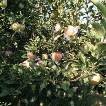 嘎啦苹果🍎即将大量供应