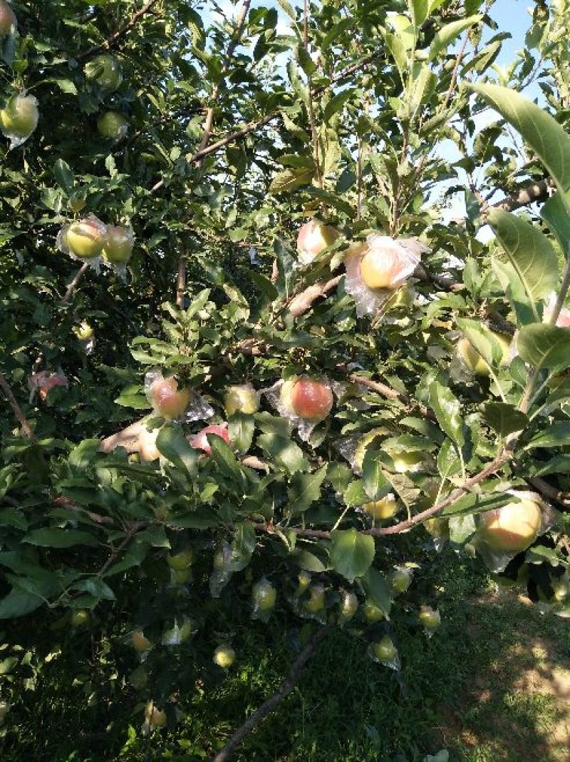 嘎啦苹果🍎即将大量供应