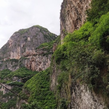 正宗平利女娲富硒茶