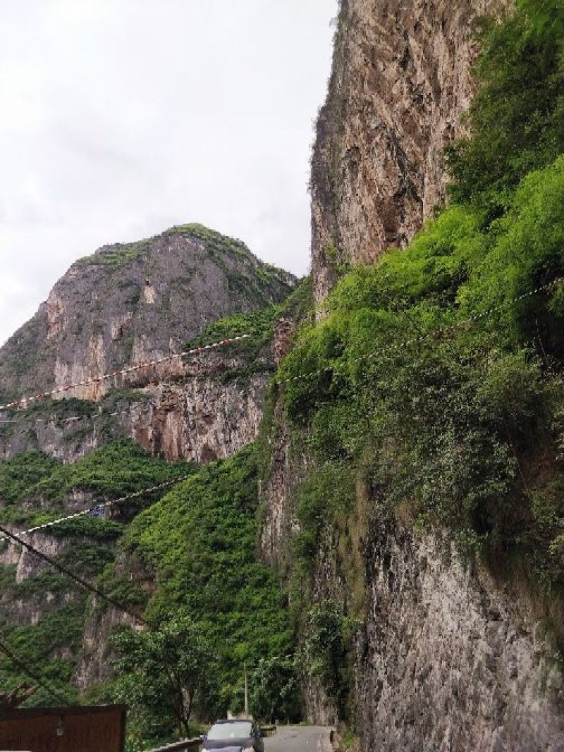 正宗平利女娲富硒茶