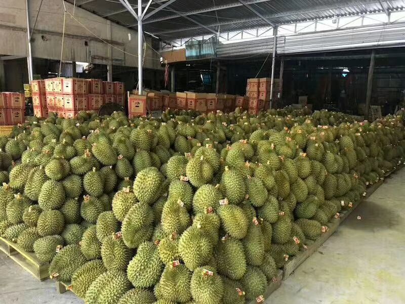 泰国金枕