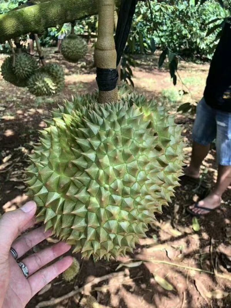 泰国金枕