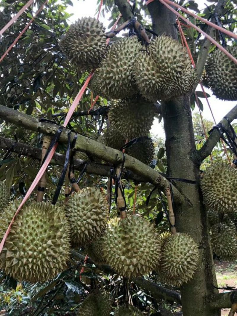 泰国金枕